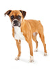 Boxer Dog Wall Decal