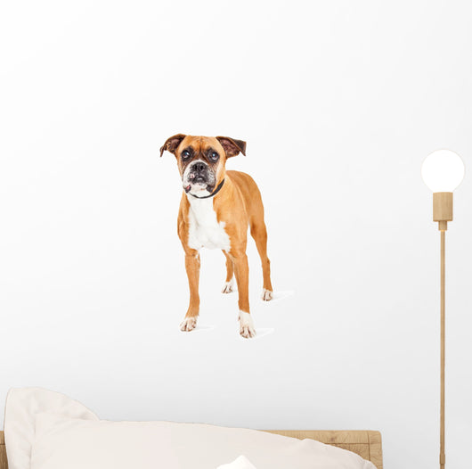 Cute Boxer Dog Wall Decal