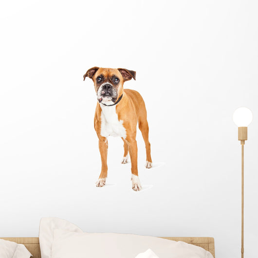 Cute Boxer Dog Wall Decal