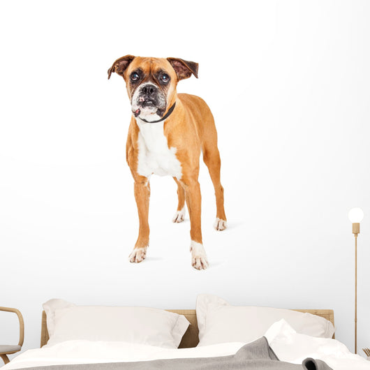 Cute Boxer Dog Wall Decal
