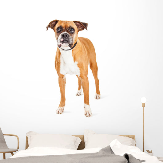 Cute Boxer Dog Wall Decal