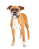 Cute Boxer Dog Wall Decal