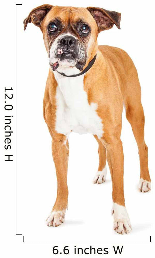 Cute Boxer Dog Wall Decal