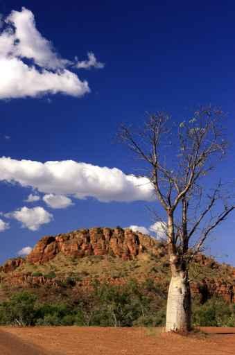 Bottle Tree Boab Wall Decal