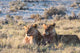 Lion Group Etosha Wall Decal