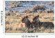 Lion Group Etosha Wall Decal