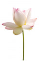 White Lotus Flower against Wall Decal