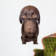 Clever Looking Dog Looking Wall Decal