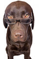 Clever Looking Dog Looking Wall Decal