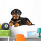 Rottweiler Puppy Lies down Wall Decal