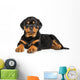 Rottweiler Puppy Lies down Wall Decal