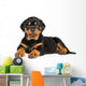 Rottweiler Puppy Lies down Wall Decal