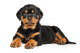 Rottweiler Puppy Lies down Wall Decal