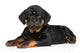 Rottweiler Puppy Wall Decal