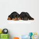 Cute Rottweiler Puppies Wall Decal