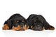 Cute Rottweiler Puppies Wall Decal