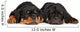 Cute Rottweiler Puppies Wall Decal