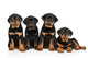 Four Rottweiler Puppies Wall Decal