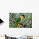 Black Headed Caique Parrot Wall Decal