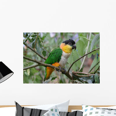 Black Headed Caique Parrot Wall Decal shown on a wall