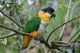 Black Headed Caique Parrot Wall Decal