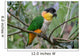 Black Headed Caique Parrot Wall Decal