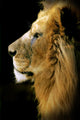Leon Wall Decal