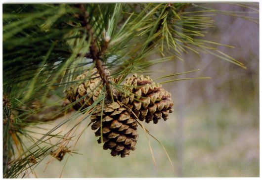 Pine Tree Wall Decal