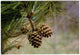 Pine Tree Wall Decal
