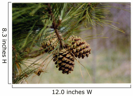 Pine Tree Wall Decal