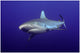 Grey Shark Wall Decal