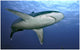 Slivertip Shark Wall Decal Design 2