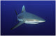 Grey Polynesian Shark Wall Decal