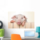 Peeking Pig Wall Decal
