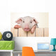 Peeking Pig Wall Decal