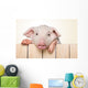 Peeking Pig Wall Decal