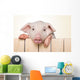 Peeking Pig Wall Decal