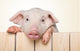 Peeking Pig Wall Decal