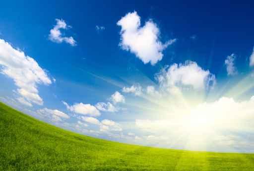 Field Flax and Blue Wall Decal