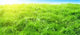 Sunset Deep Forest Wall Decal