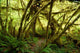 Rain Forest No2 Wall Decal