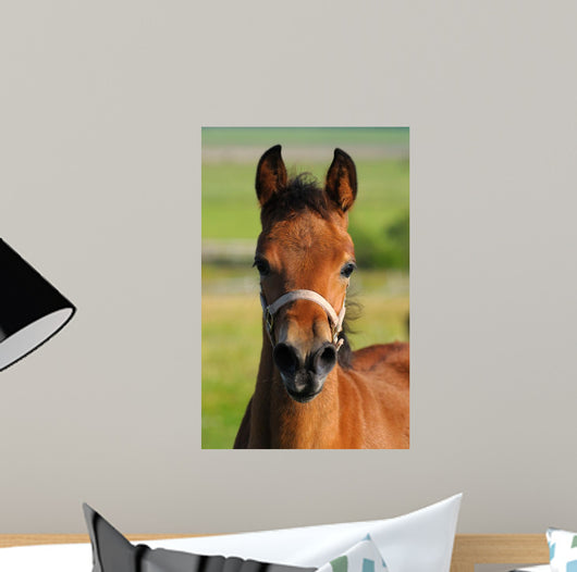 Portrait Bay Foal Wall Decal