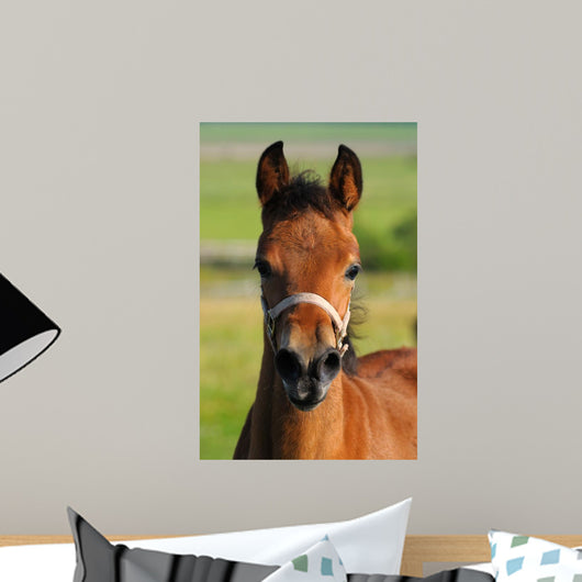 Portrait Bay Foal Wall Decal