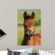 Portrait Bay Foal Wall Decal