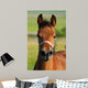 Portrait Bay Foal Wall Decal