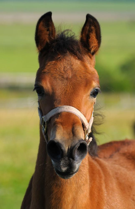 Portrait Bay Foal Wall Decal