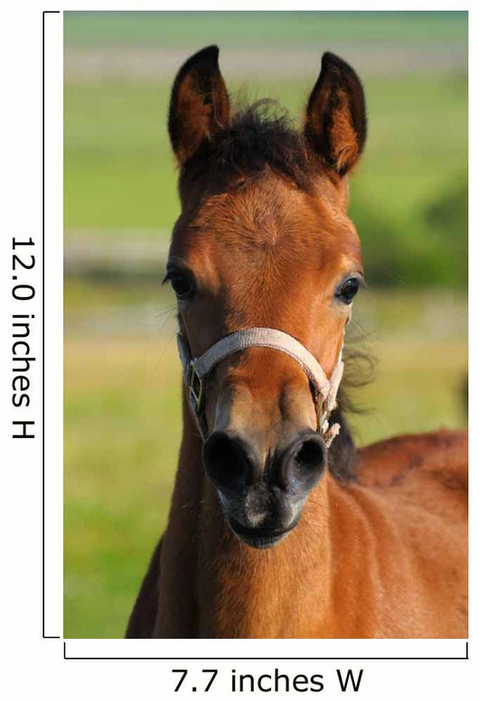 Portrait Bay Foal Wall Decal