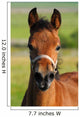 Portrait Bay Foal Wall Decal