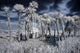Infrared Wetland Landscape Wall Decal