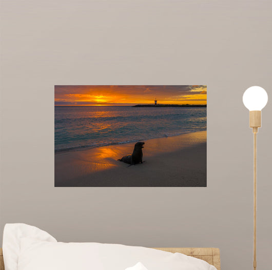 Baby Fur Seal Punta Wall Decal